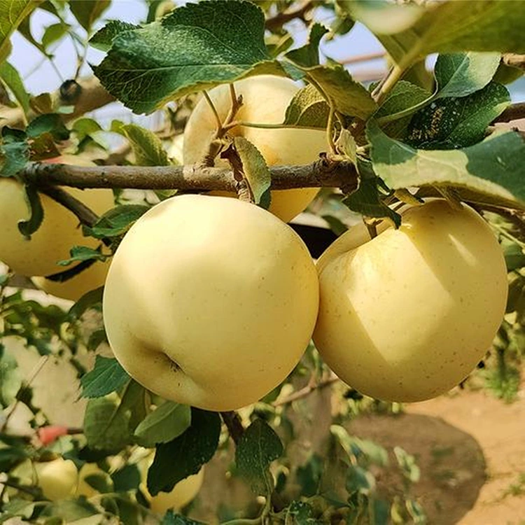 Sveža jabolka Golden Delicious