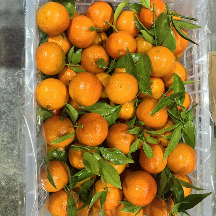 Sveža mashui mandarina