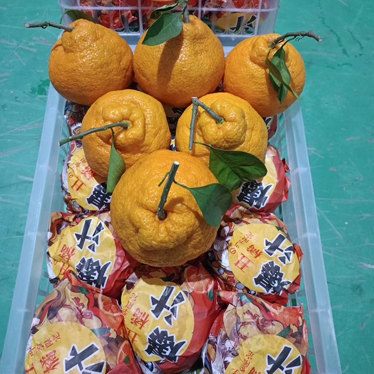 Sveža mandarina Shiranui
