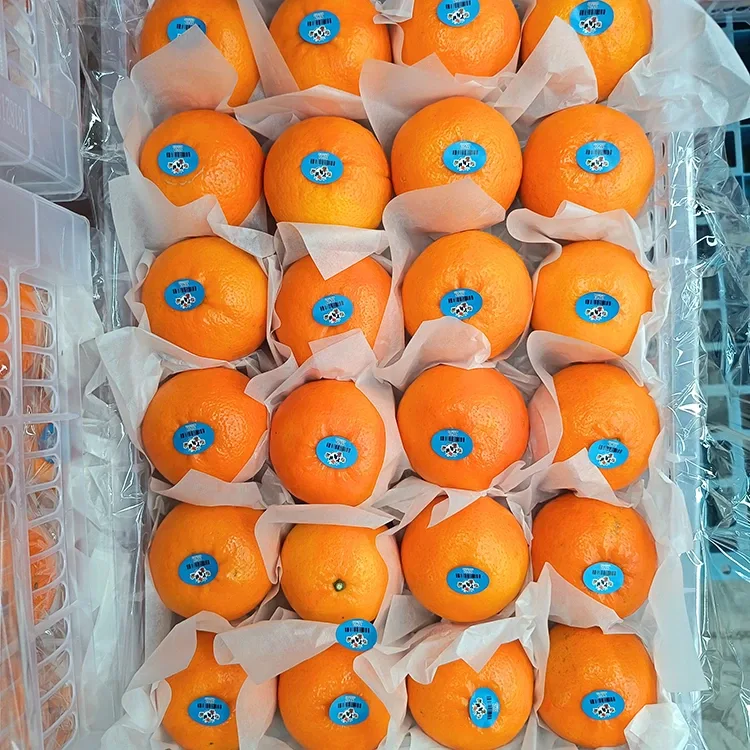 Vrhunske sveže sladke mandarine Wogan