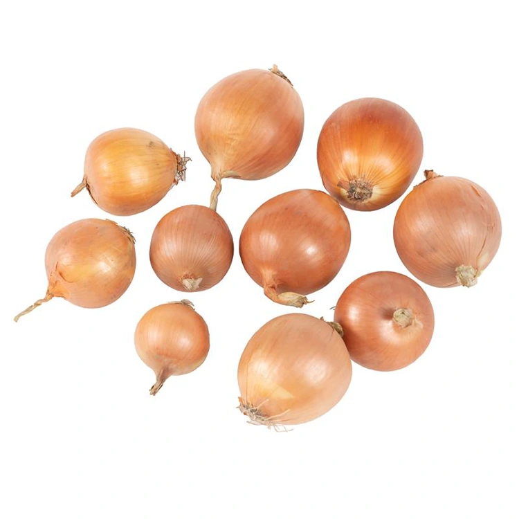 Premium sveža rumena čebula