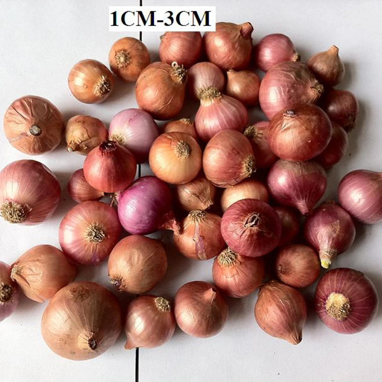 Izbrana sveža čebula Little Pearl