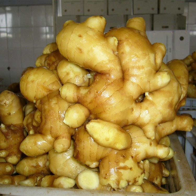 Pikanten svež aromatični ingver